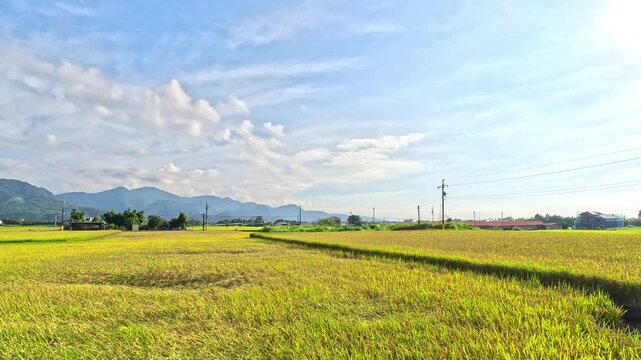 Car side window view of rice fields terrace farming plantation in Yilan,Taiwan