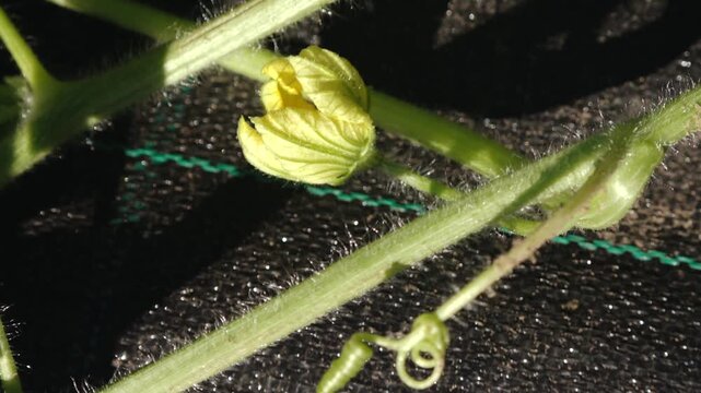 Watermelon flower blooming process captured in three frames, showcasing the gradual opening of the yellow blossom on the vine