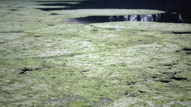 Rural pond landscape covered with green duckweed and algae bloom causing water pollution and eutrophication.