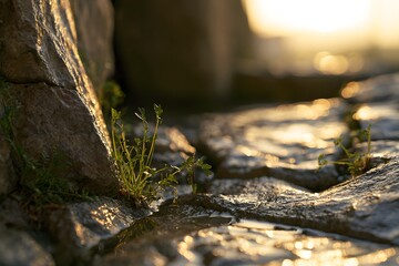 Fototapeta premium Tiny green plant growing between wet cobblestones at sunset