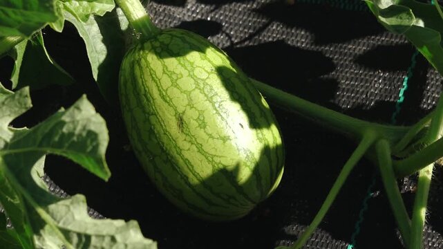 Watermelon growing process captured in three frames showing the fruit on vine with leaves and textured ground beneath