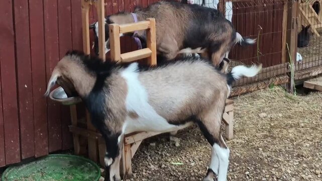 Multicolored goats with black, white, and tan coats move around rustic wooden enclosure and wire fencing on gravel and straw-covered ground, farm animal husbandry scene.