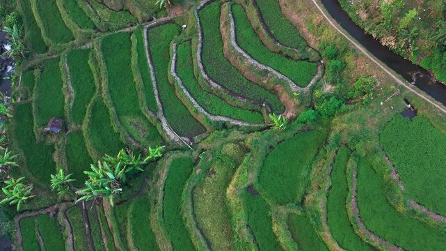 Aerial view of lush green rice terraces. Terraced fields cascade down steep hillsides. Water channels flow between cultivated rows. Palm trees dot the landscape among terraces