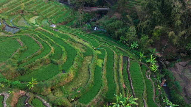 Aerial view of lush green rice terraces. Terraced fields cascade down steep hillsides. Water channels flow between cultivated rows. Palm trees dot the landscape among terraces
