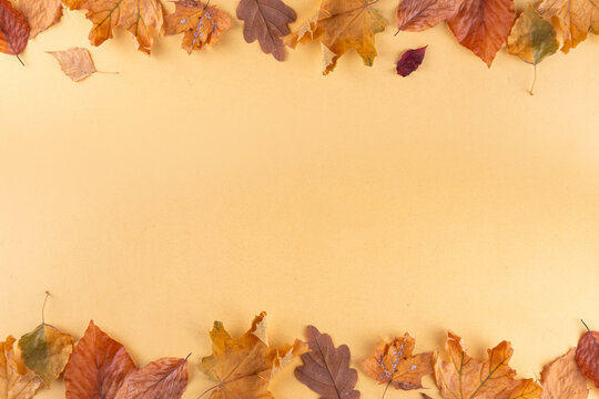 Bank card template with fall leaves. Flat lay composition with blank space and autumn leaves on golden yellow background 