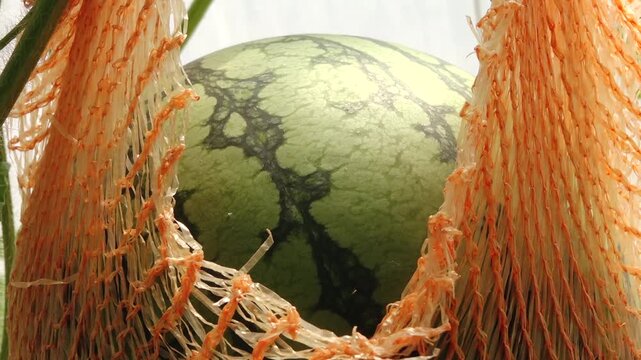 Watermelon nestled in netting, showcasing the gradual reveal of its vibrant skin and texture in a close-up agricultural setting