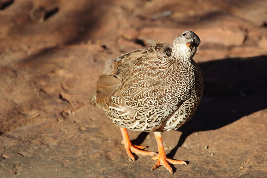 Natalfrankolin / Natal francolin or Natal spurfowl / Francolinus natalensis val Pternistis natalensis