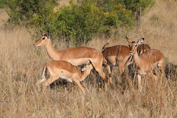 Fototapeta premium Schwarzfersenantilope / Impala / Aepyceros melampus