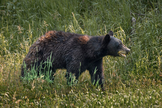 American black bear - Ursus americanus