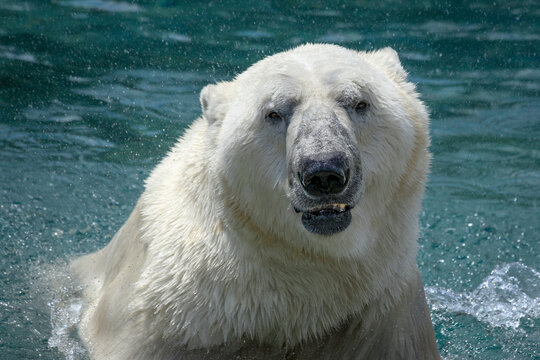 Polar bear - Ursus maritimus