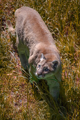 Cougar - Puma concolor, © Fab