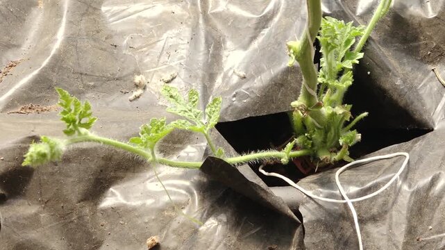 Watermelon plant growth progression with visible leaves and stems emerging through black plastic mulch in agricultural setting