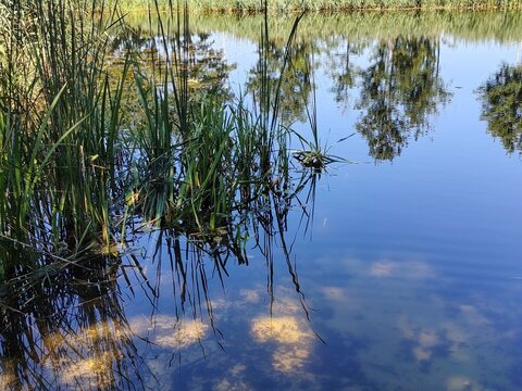 Tranquil pond water surface with green reeds and reflections of trees