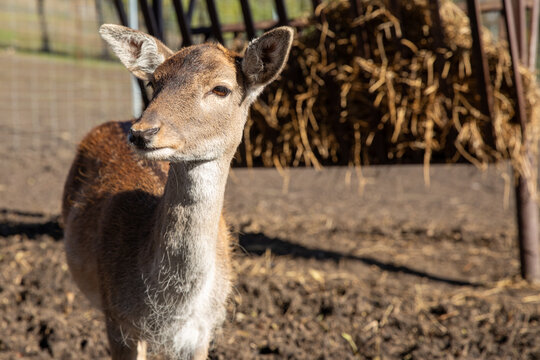 Young deer standing in a farmyard with straw bales and a fenced area visible in the background under bright sunlight. Deer Farm in Stavropol region