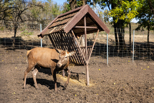 Brown deer stands near a wooden feeding shelter in a fenced pasture, with trees and open land visible in the background under a clear blue sky. Deer Farm in Stavropol region