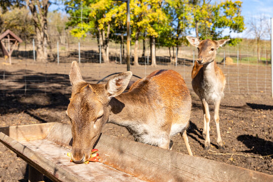 Two deer are present in a fenced enclosure, one feeding from a wooden trough while the other stands nearby. The background features trees with green foliage and a clear blue sky