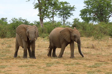 Fototapeta premium Afrikanischer Elefant / African elephant / Loxodonta africana