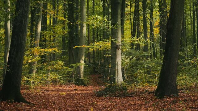 Moving slowly under the trees of a sunny forest with tranquil early autumn colors and falling leaves