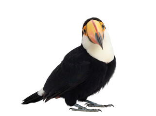 Naklejka premium Curious toucan isolated on transparent background (PNG)