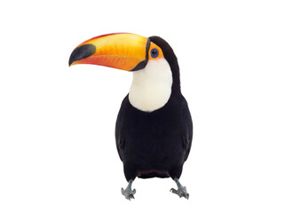 Naklejka premium Toucan standing, front view, isolated on transparent background (PNG)