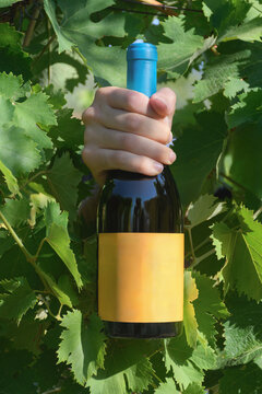 Mano che tiene una bottiglia di vino con etichetta vuota tra le foglie di un vigneto