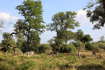 Obraz premium Steppenzebra / Burchell's zebra / Equus quagga burchellii