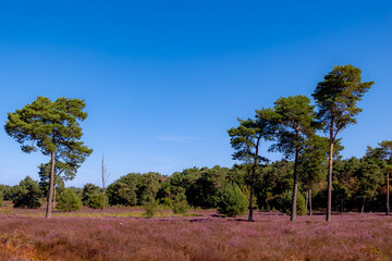 Purple flowers Calluna vulgaris (Heather, Ling) The sole species in genus of Calluna, Ericaceae family, De Cokse Heide in Afferden village, North Limburg, Lies about southeast of Nijmegen, Netherlands © Sarawut