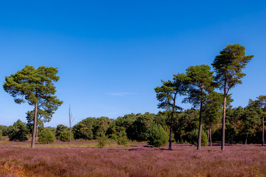 Purple flowers Calluna vulgaris (Heather, Ling) The sole species in genus of Calluna, Ericaceae family, De Cokse Heide in Afferden village, North Limburg, Lies about southeast of Nijmegen, Netherlands