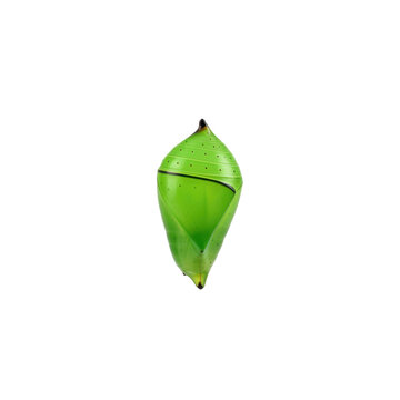 Green Butterfly Chrysalis or Pupa Hanging in Nature