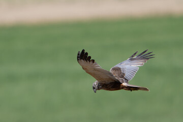 Fototapeta premium Western Marsh Harrier in Flight Over Green Field