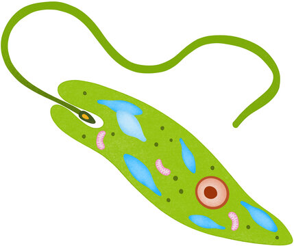 green euglena illustration