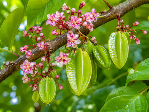 Fresh starfruit and pink flowers growing on a branch