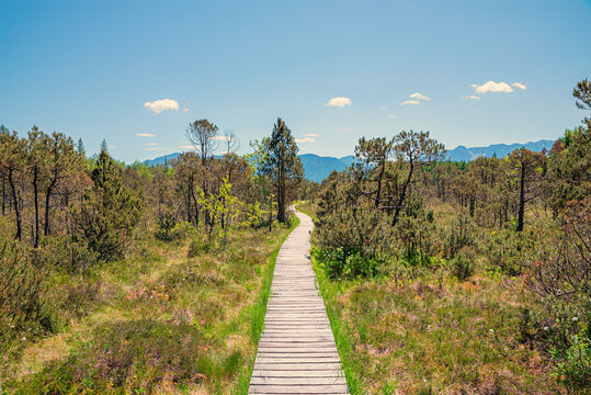 plank walkway through the sparse moorland of the Murnauer Moos