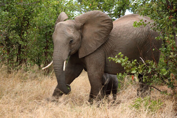 Fototapeta premium Afrikanischer Elefant / African elephant / Loxodonta africana