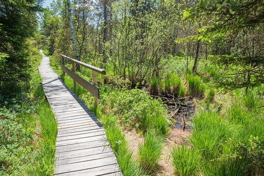 plank walkway through green moorland of the Murnauer Moos, upper bavarian landscape