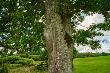 Obraz premium Ancient Oak Tree in a Lush Green Summer Landscape