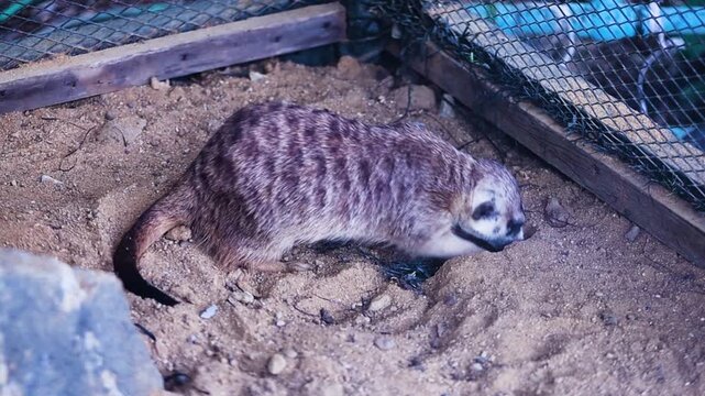 Nakhon Pathom, THAILAND - July 15, 2026: The meerkat was busy digging in the sand at Dubua Cafe Farm this farm is very famous for tourist at Nakhonchai Si, Nakhon Pathom, Thailand.