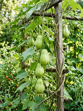Fresh green chayote squash growing on a vine trellis