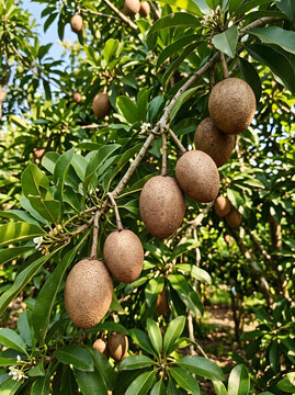 Fresh sapodilla fruits hanging on tree branches in the orchard