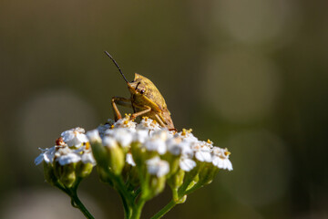Shield bug (Carpocoris purpureipennis) sitting on white yarrow flowers. Macro of stink bug insect on Achillea millefolium blossom in summer meadow, beautiful countryside © prambuwesas