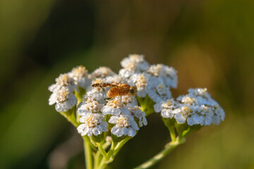 Close up macro view of a tephritid fruit fly Tephritis perched on common yarrow flower. Wild insect with patterned lace wings on Achillea millefolium blooming in summer © prambuwesas