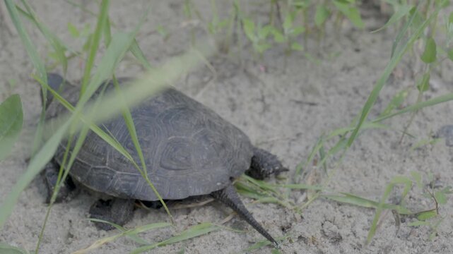 A dark patterned turtle crawls slowly across sandy ground through patches of green grass.