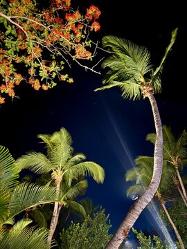 Tropical night scene &mdash; palm trees and red blossoms against deep blue starry sky, uplight beams