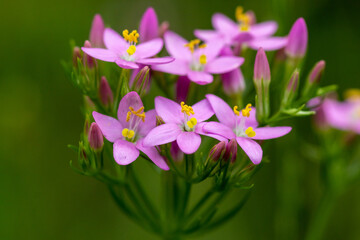 Obraz premium Pink flowers of common centaury (Centaurium erythraea)