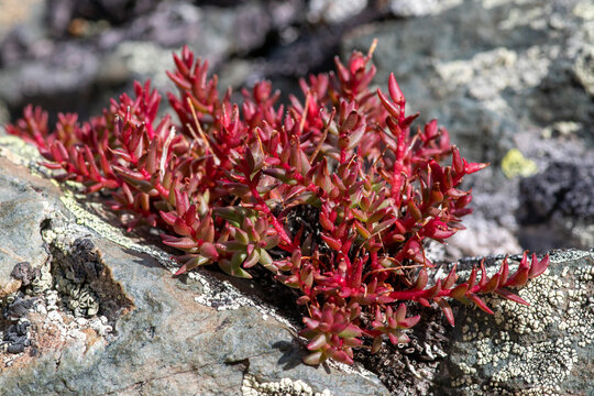 Red brush medicinal plant (Rhodiola quadrifida) succulent on rock. Macro of bright autumn foliage cushion near Sebystey river, Chikhachev Ridge, Altai Mountains, Siberia, Russia