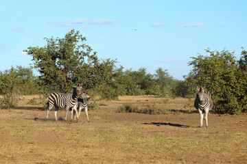 Steppenzebra / Burchell's zebra / Equus quagga burchellii © Ludwig