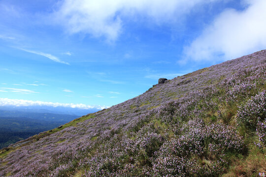 Strobilanthes kunthiana, commonly known as Neelakurinji or Kurinji, blooming with vibrant purple flowers in the hills of Munnar, Kerala, India