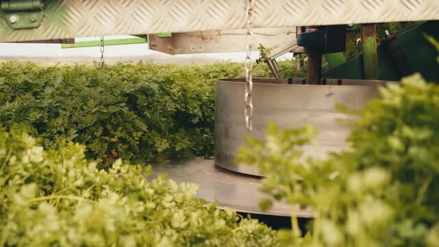 spinning saw rotating blades cuts parsley up close. process of collecting sorting various herbs greens parsley for packaging. tractor harvester machine mechanism cutting mowing herbs conveyor
