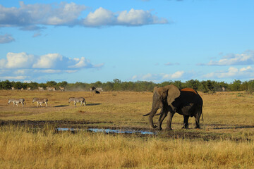 Naklejka premium Afrikanischer Elefant und Steppenzebra / African elephant and Burchell's zebra / Loxodonta africana et Equus burchellii