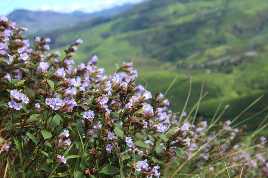 Strobilanthes kunthiana, commonly known as Neelakurinji or Kurinji, blooming with vibrant purple flowers in the hills of Munnar, Kerala, India